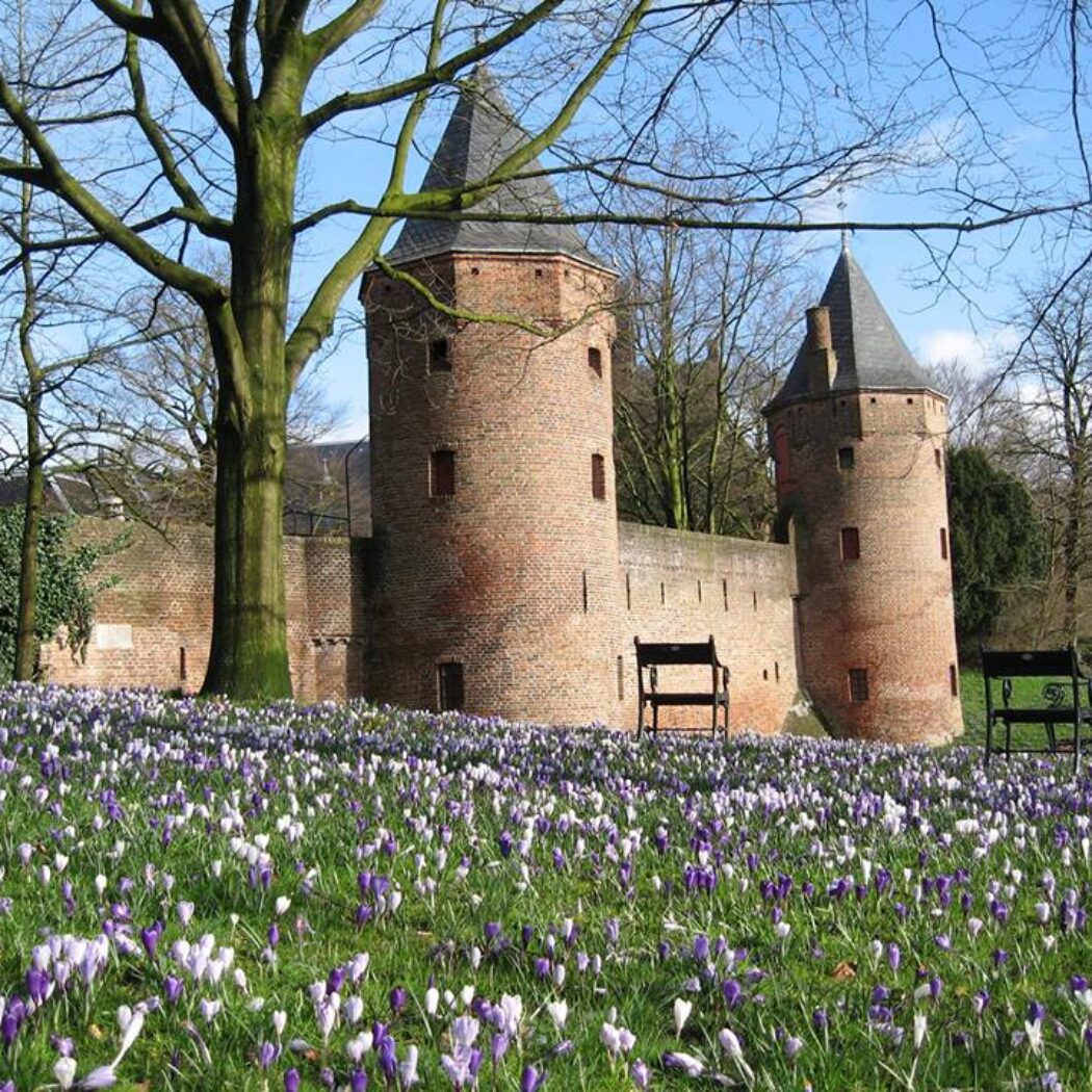 Veld vol paarse en witte krokussen met twee bakstenen kasteeltorens en kale bomen op de achtergrond.